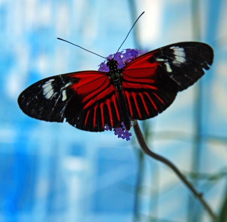 Красная бабочка без фона
