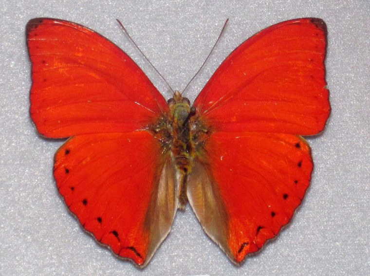 Бабочка красная бархатная