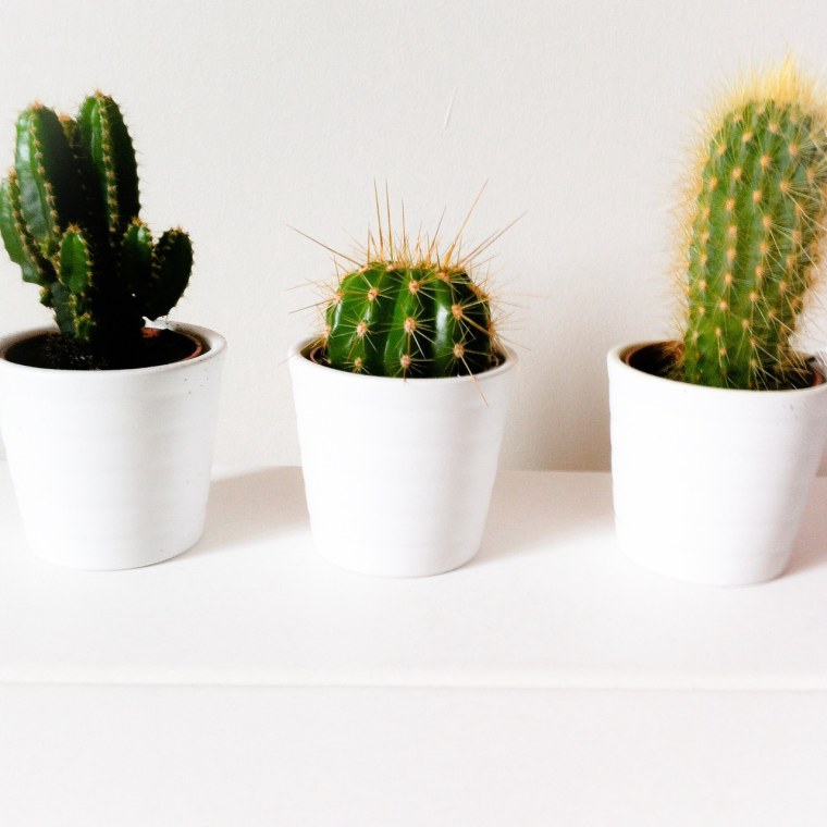 Цитаты про Кактус