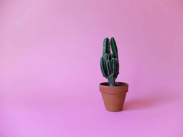 Кактус картинка для детей на прозрачном фоне