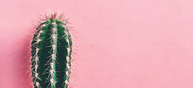 Кактус 3дс Макс