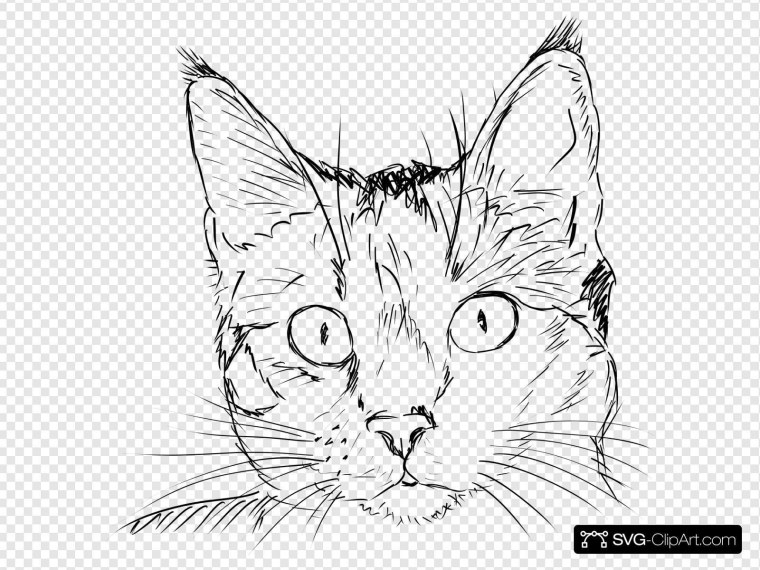 Наброски кошек