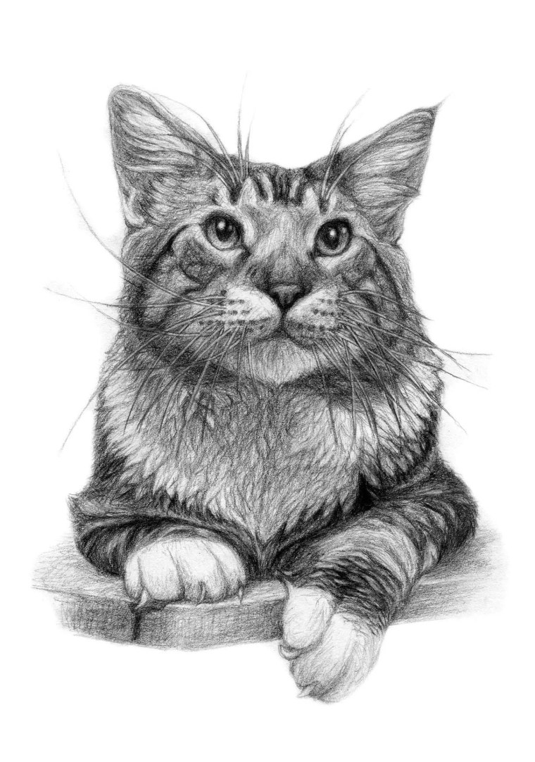 Кошка карандашом