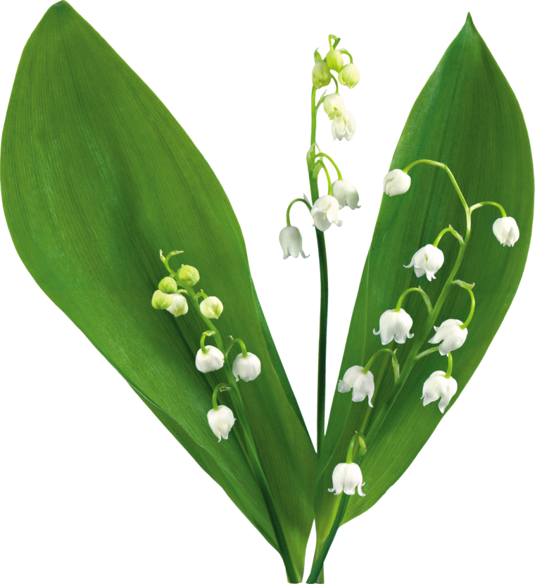 Ландыш Майский на белом фоне