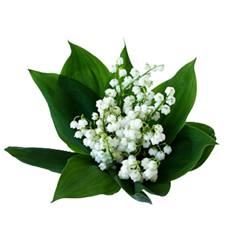 Ландыш Майский на белом фоне