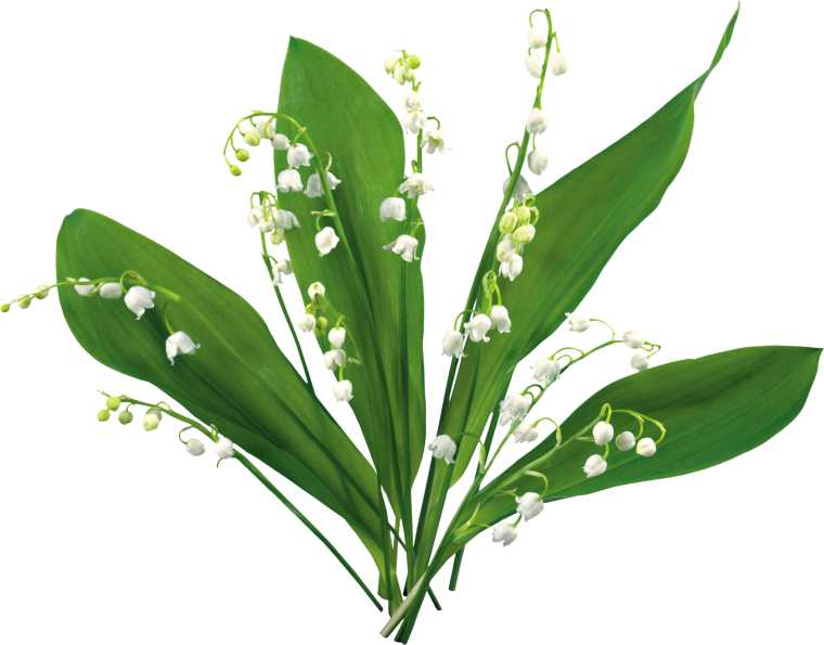 Ландыши на прозрачном фоне для фотошопа