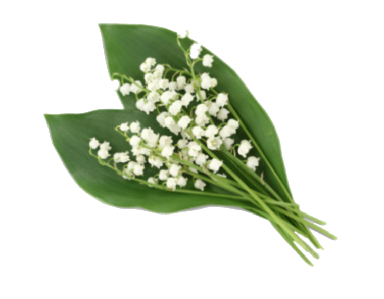 Ландыш Майский