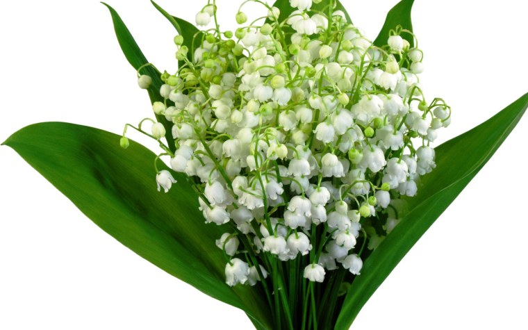 Букет ландышей на белом фоне