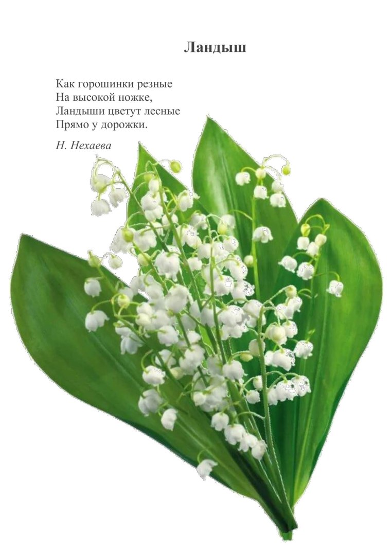 Веточка ландыша