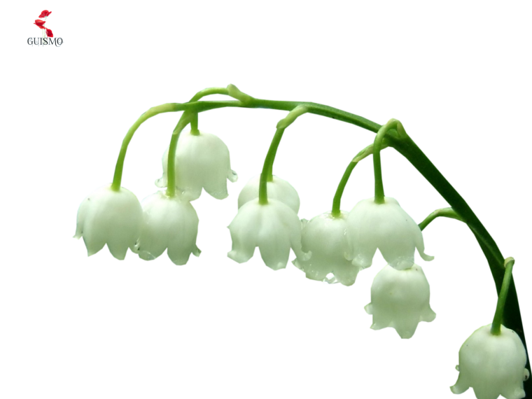 Ландыши для фотошопа