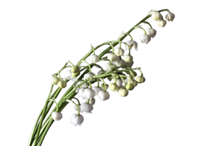 Ветка ландыша на белом фоне