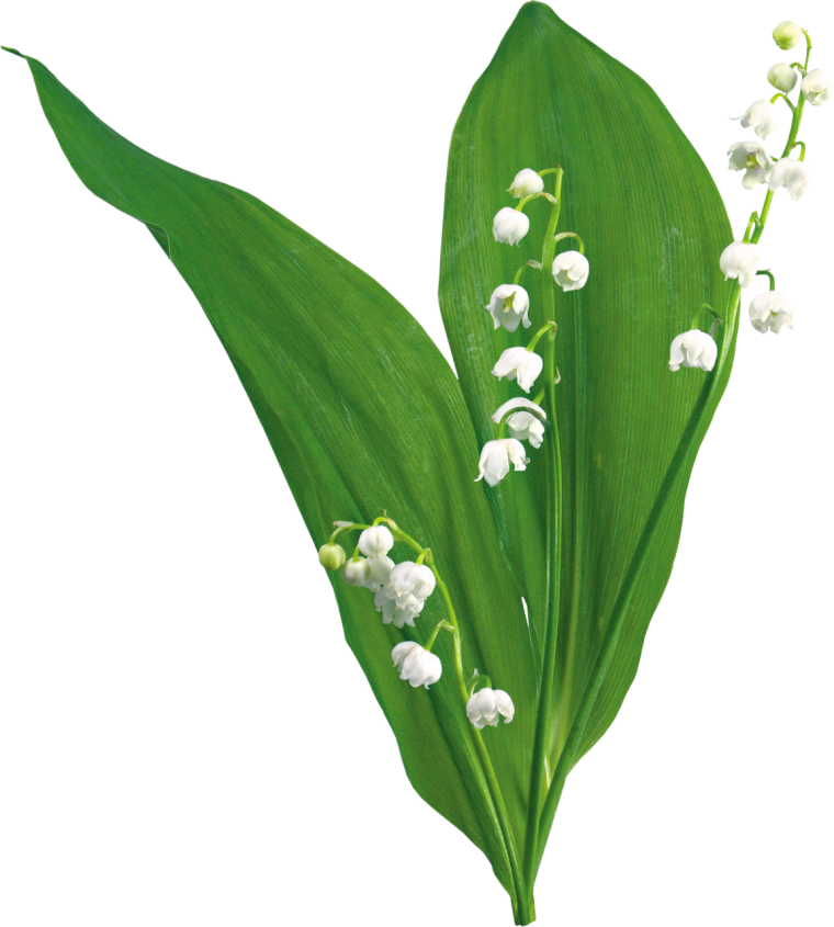 Один Ландыш