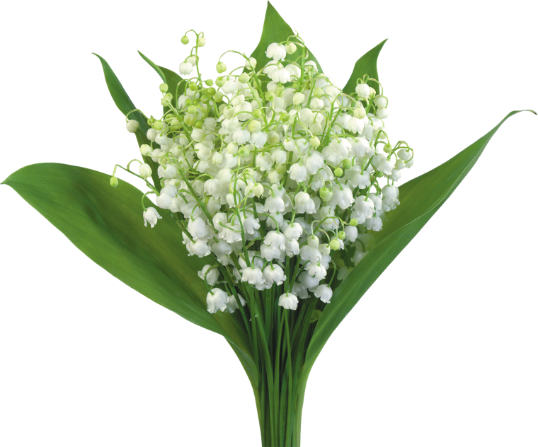 Цветы Ландыши букет