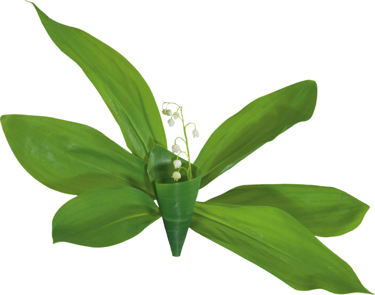 Ландыш цветок на прозрачном фоне