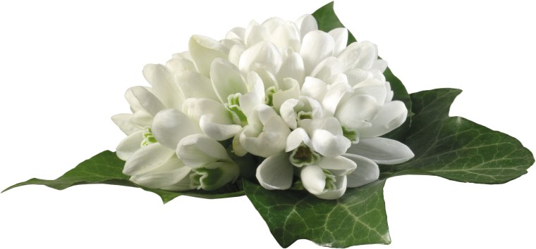 Ландыши Векторная Графика