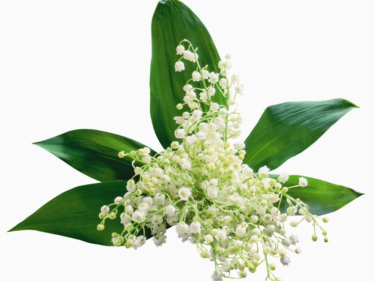 Ландыши на прозрачном фоне