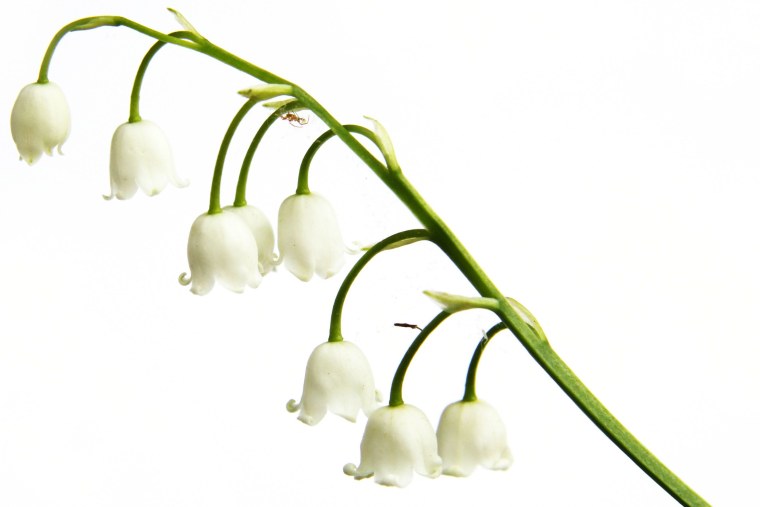 Веточка ландыша