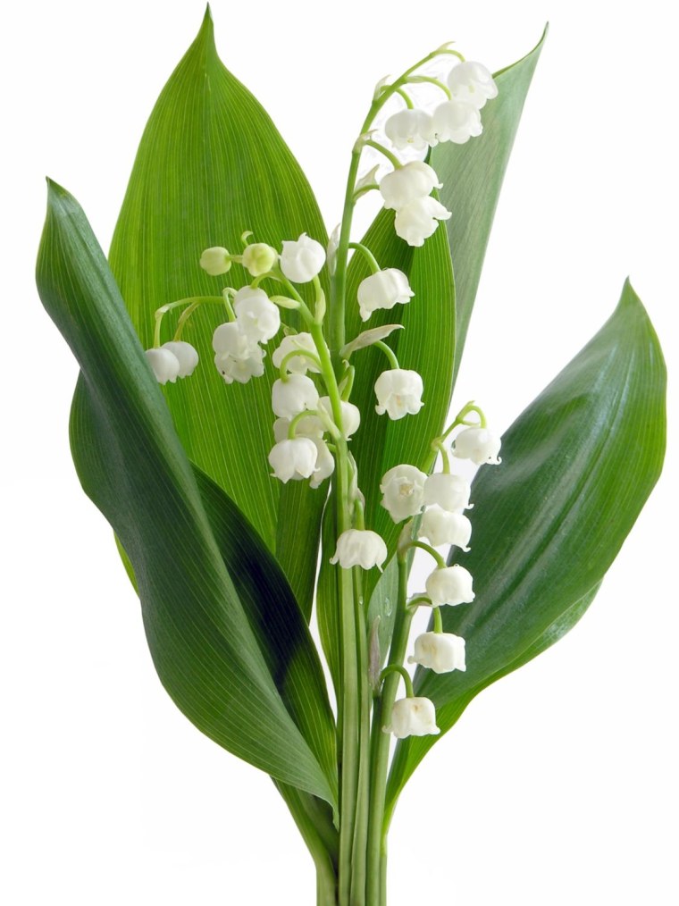 Ветка ландыша