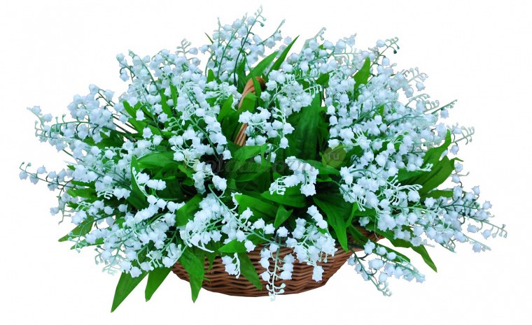 Букет ландышей на белом фоне