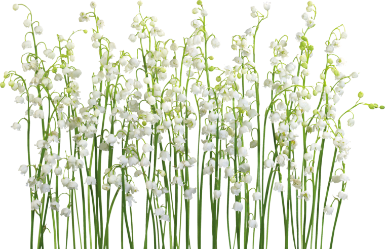 Растение не белом фоне