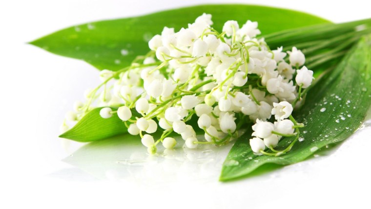 Весенние цветы Ландыши