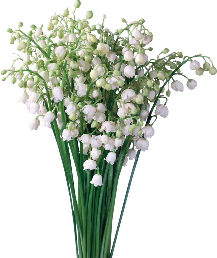 Lily Muguet