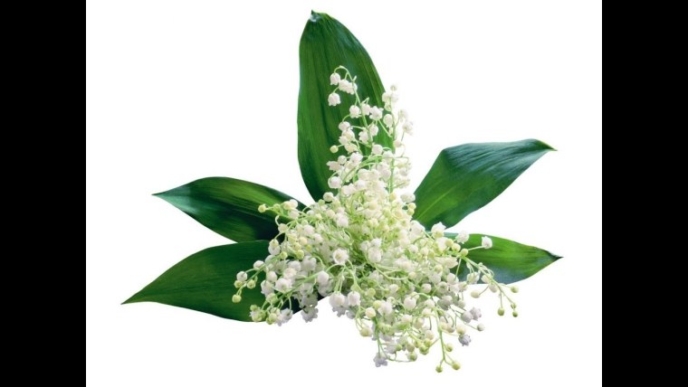 Цветы Ландыши картинки