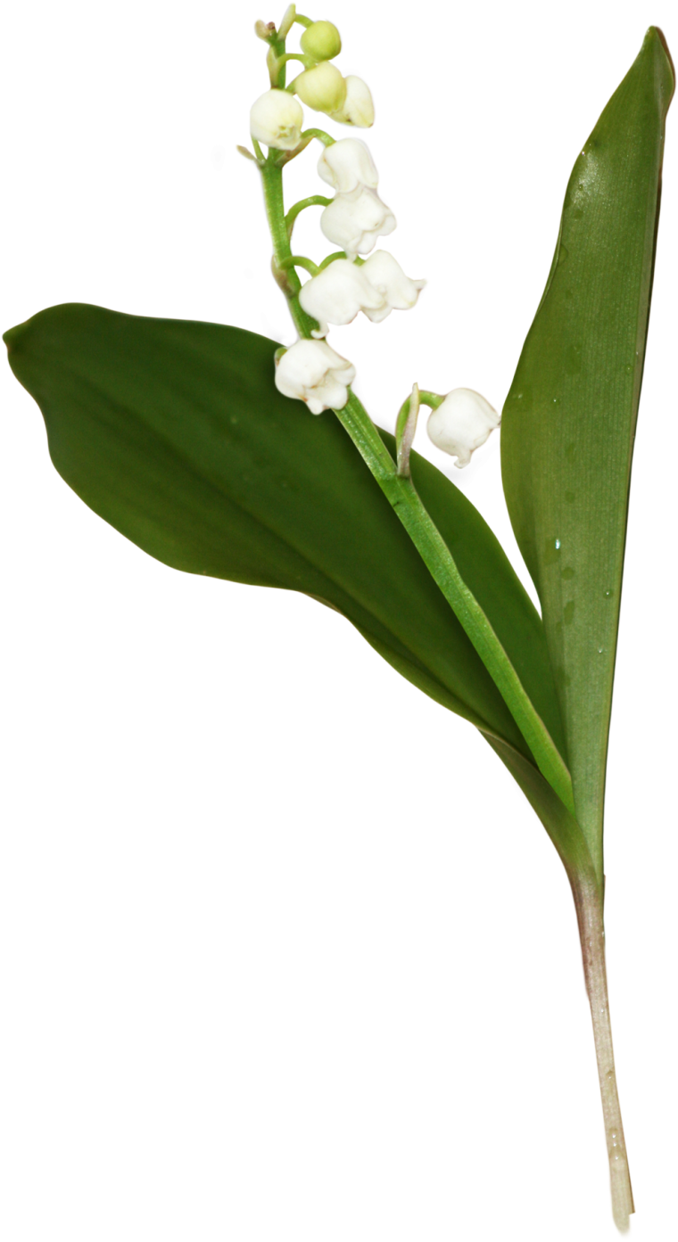 Веточка ландыша