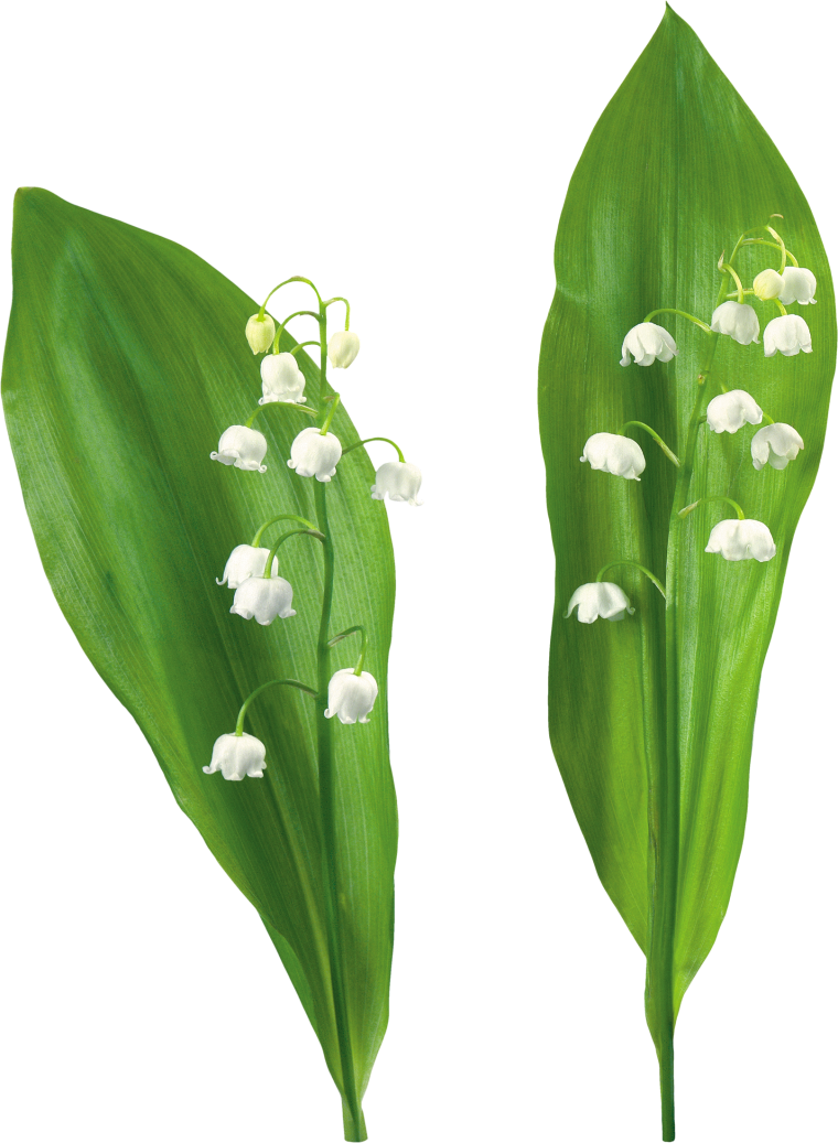 Веточка ландыша