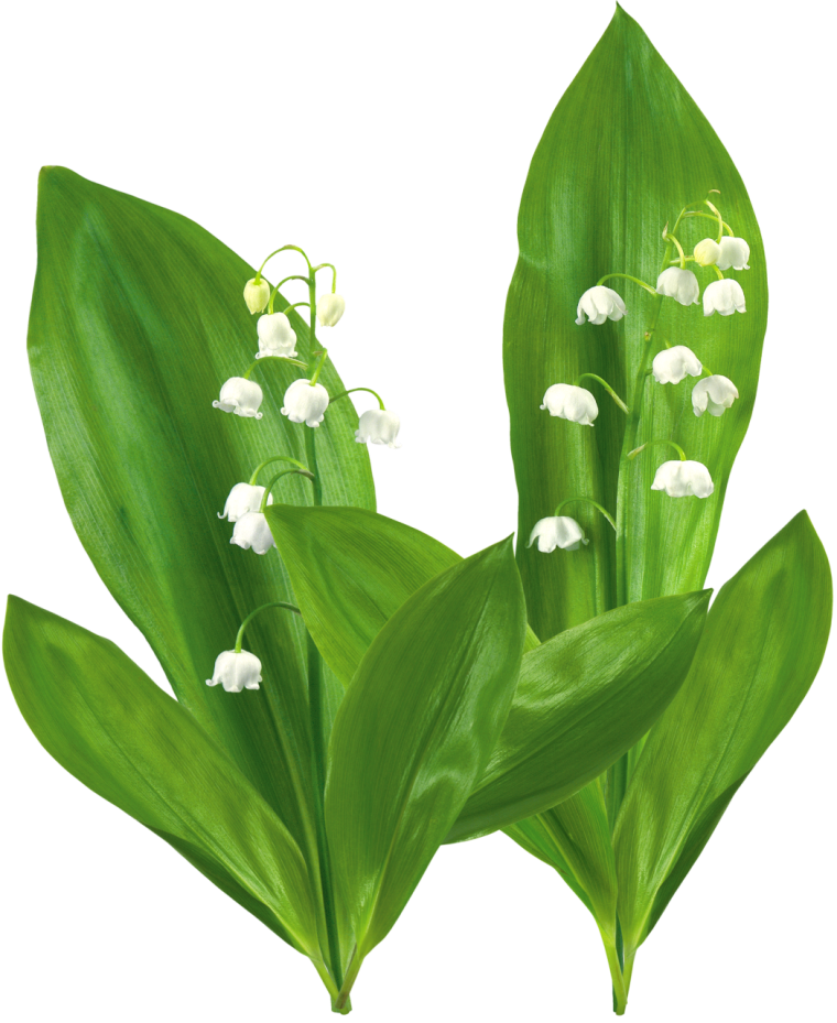 Клипарт Ландыши на прозрачном фоне