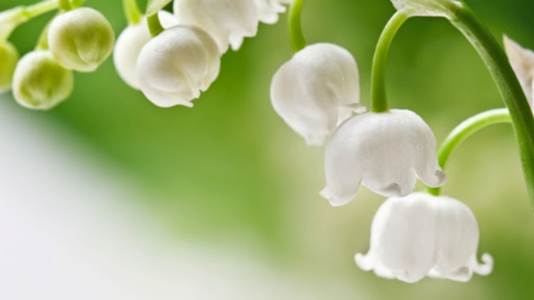 На белом фоне Ландыш Нарцисс