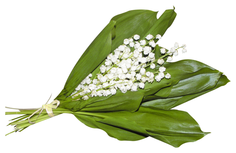 Букет ландышей на белом фоне