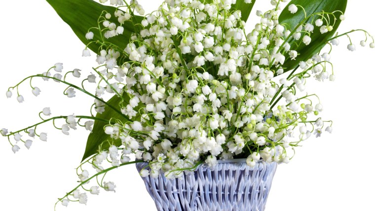 Ландыши тюльпаны Ландыши