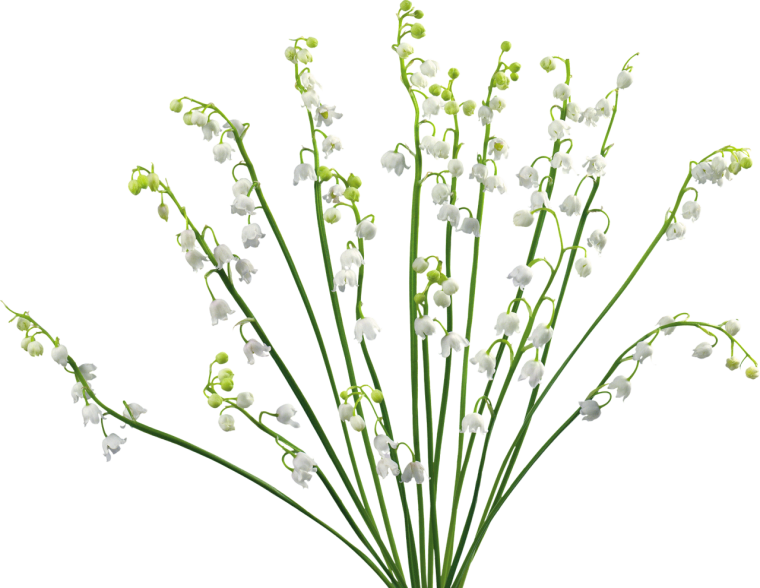 Мелкие цветы на веточке