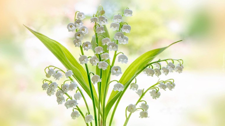 Ландыши на прозрачном фоне