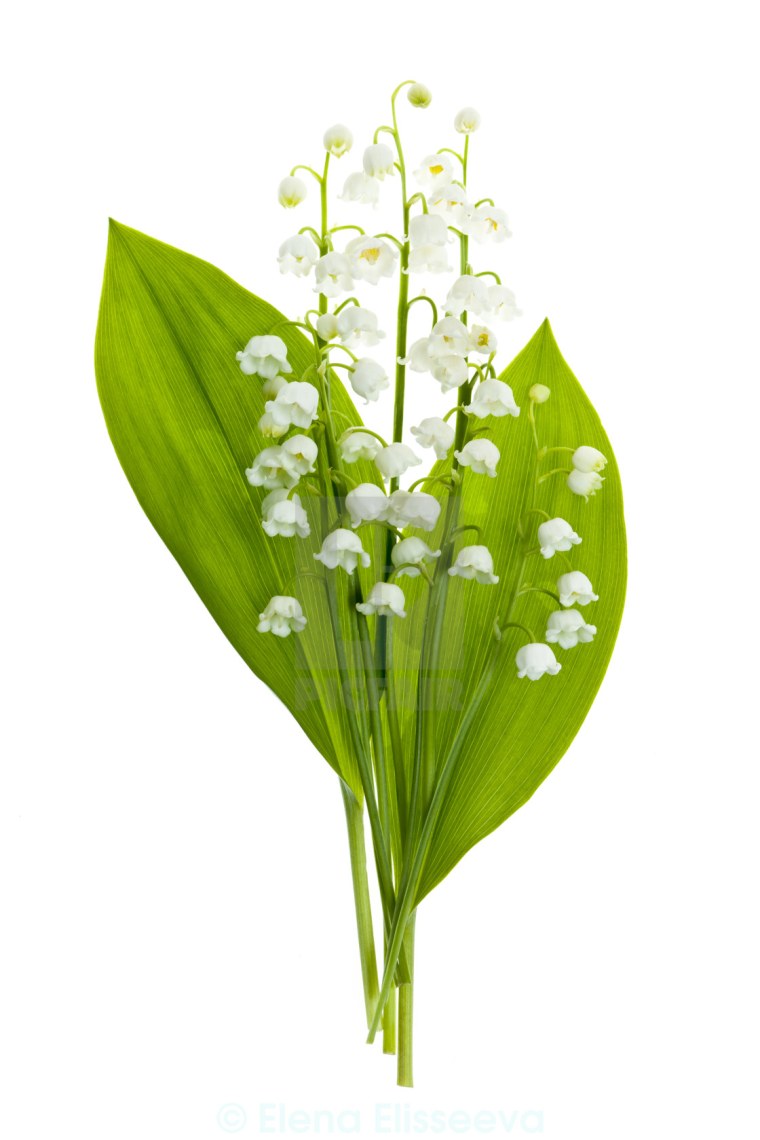 Букет ландышей