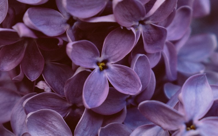 Фиолетовый фон