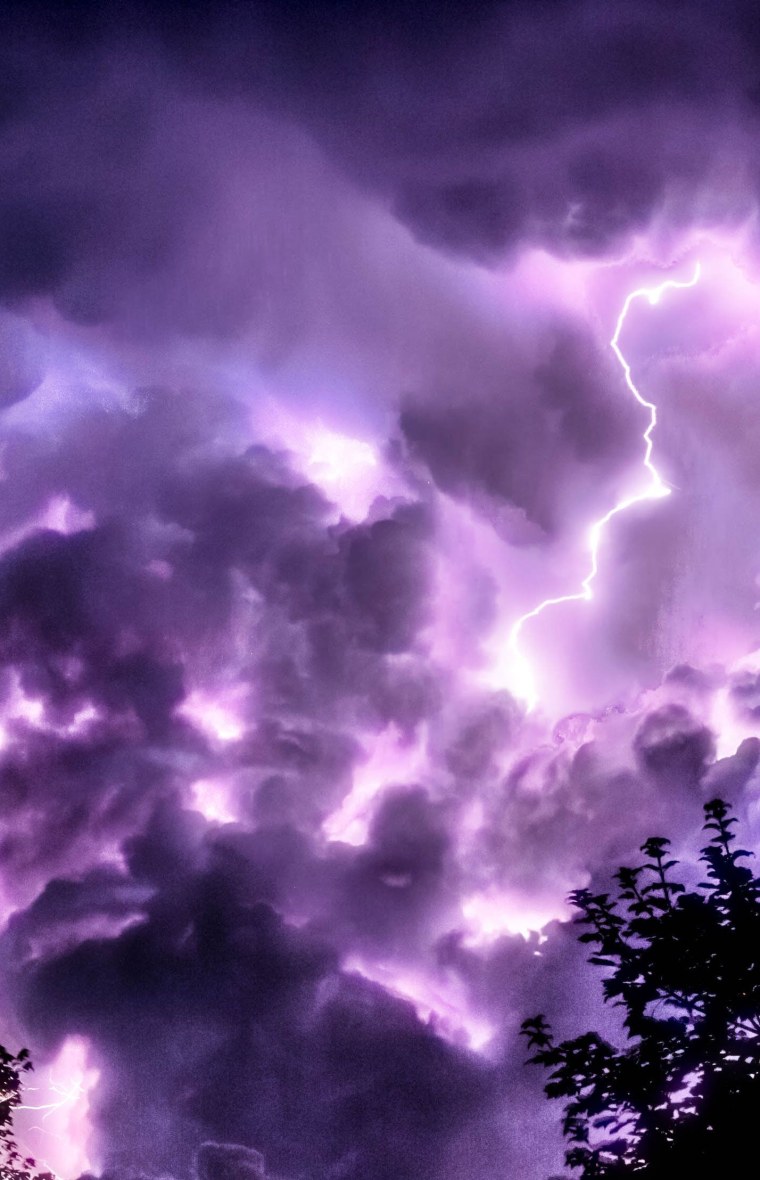 Фиолетовое дерево