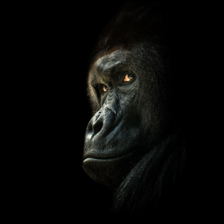 Горилла эмблема