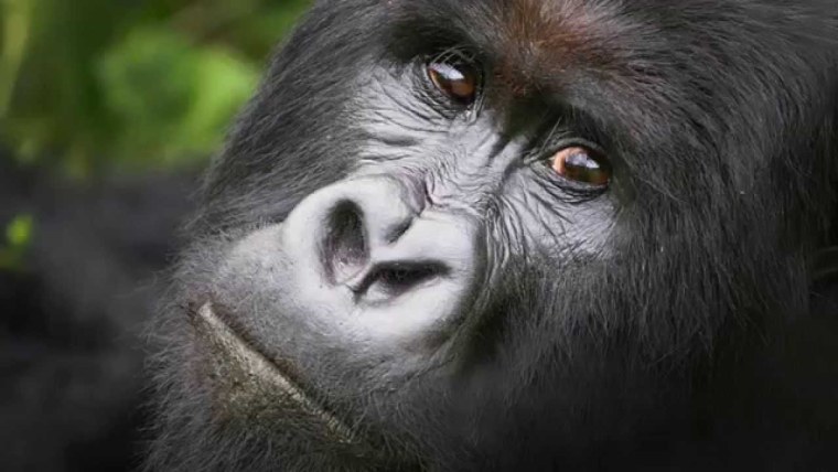 Горилла арт