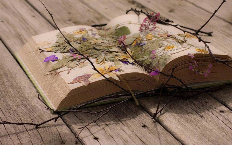 Засушенный цветок в книге