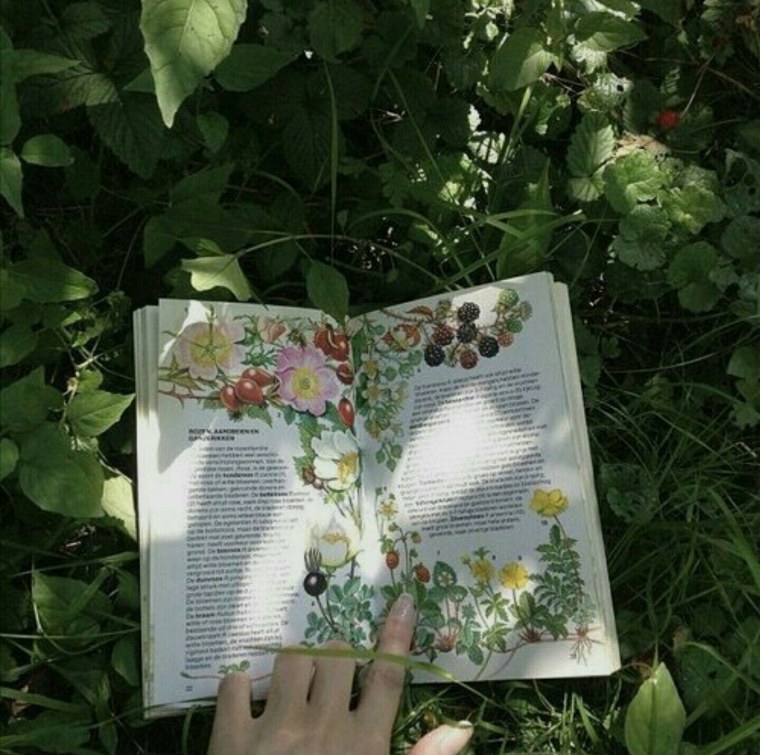 Лето книги Эстетика