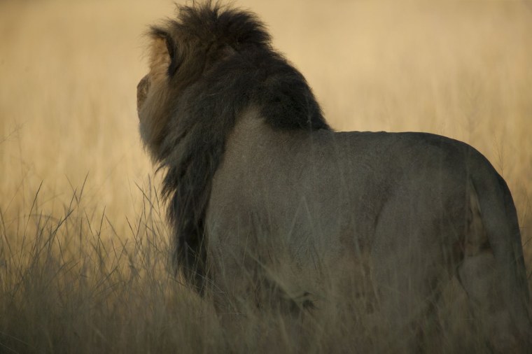 Уходящий Лев