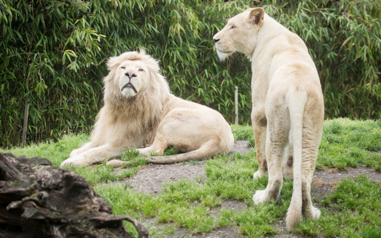 Амирхан белый Лев