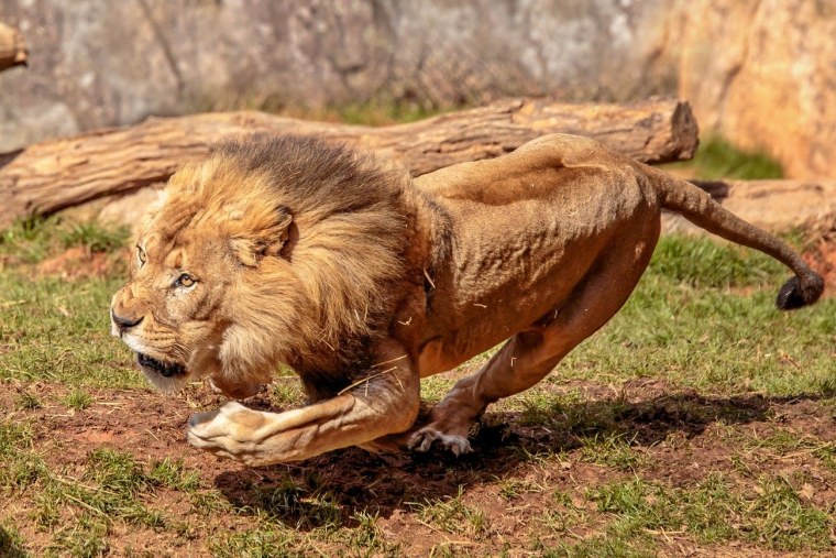 Лев с мускулами