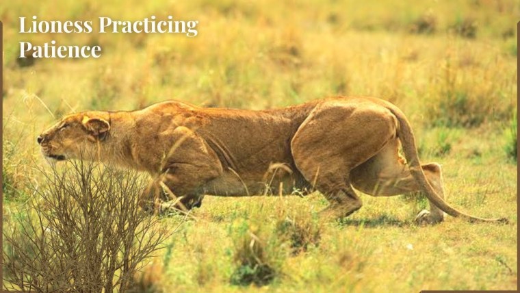 Львица охотится