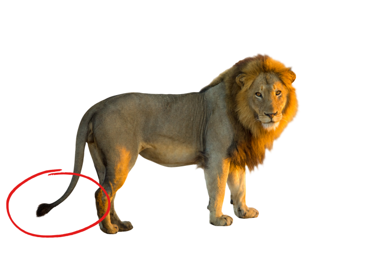 Лев стоит на белом фоне