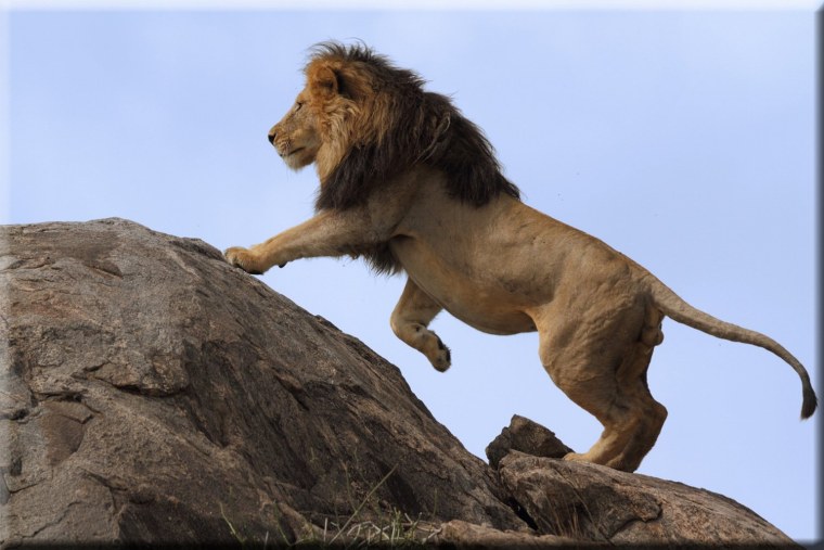 Лев на задних лапах