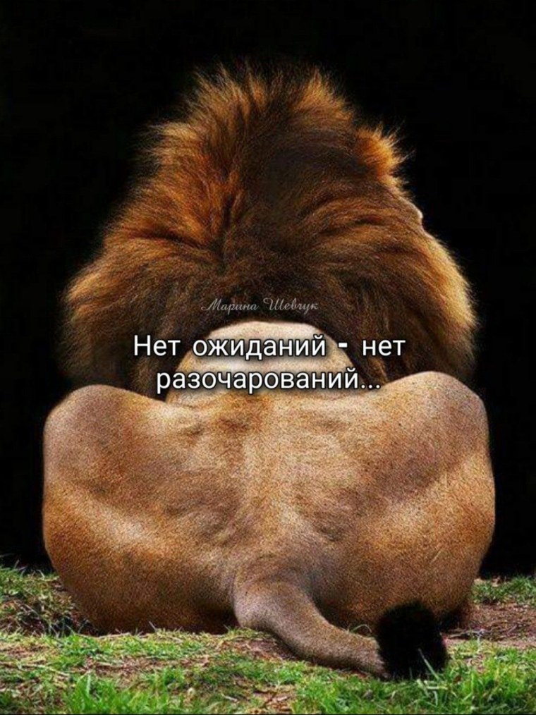 Лев сидит спиной