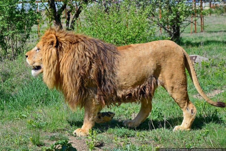 Сенегальский западноафриканский Лев